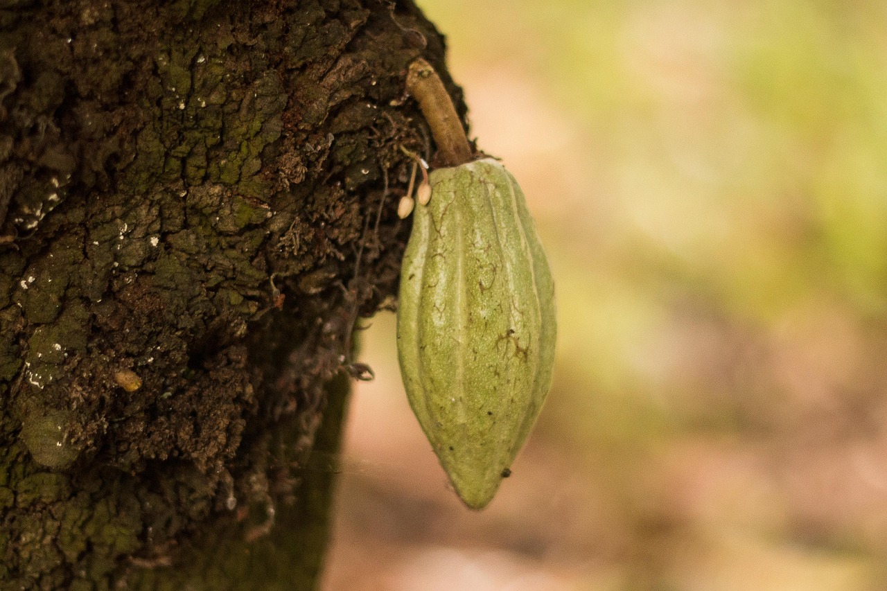 cacao, fruit, food, tree, fresh, cocoa, healthy, ripe, organic, sweet, produce, harvest, nature, cacao, cacao, cacao, cacao, cacao, cocoa