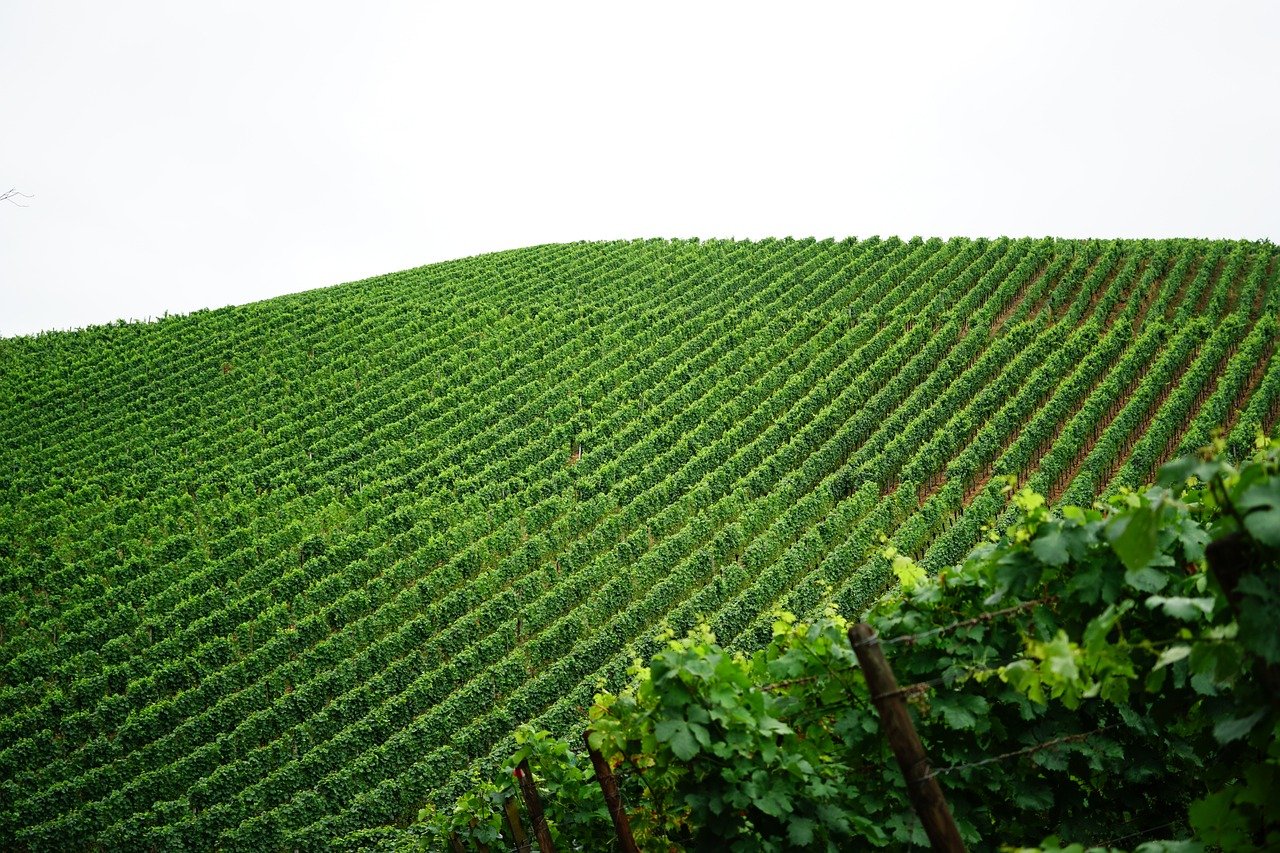 vineyard, grapes, symmetry, vine, viticulture, rows, field, agriculture, harvest, nature, countryside, farming, vine rows, wine cultivation, cultivation, fresh, ecology, greenery, crops, hills
