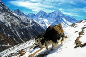 Yaks carrying goods on a snowy trail in the Himalayan mountains near Kathmandu, Nepal.